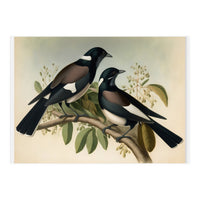Magpies Vintage Painting (Print Only)