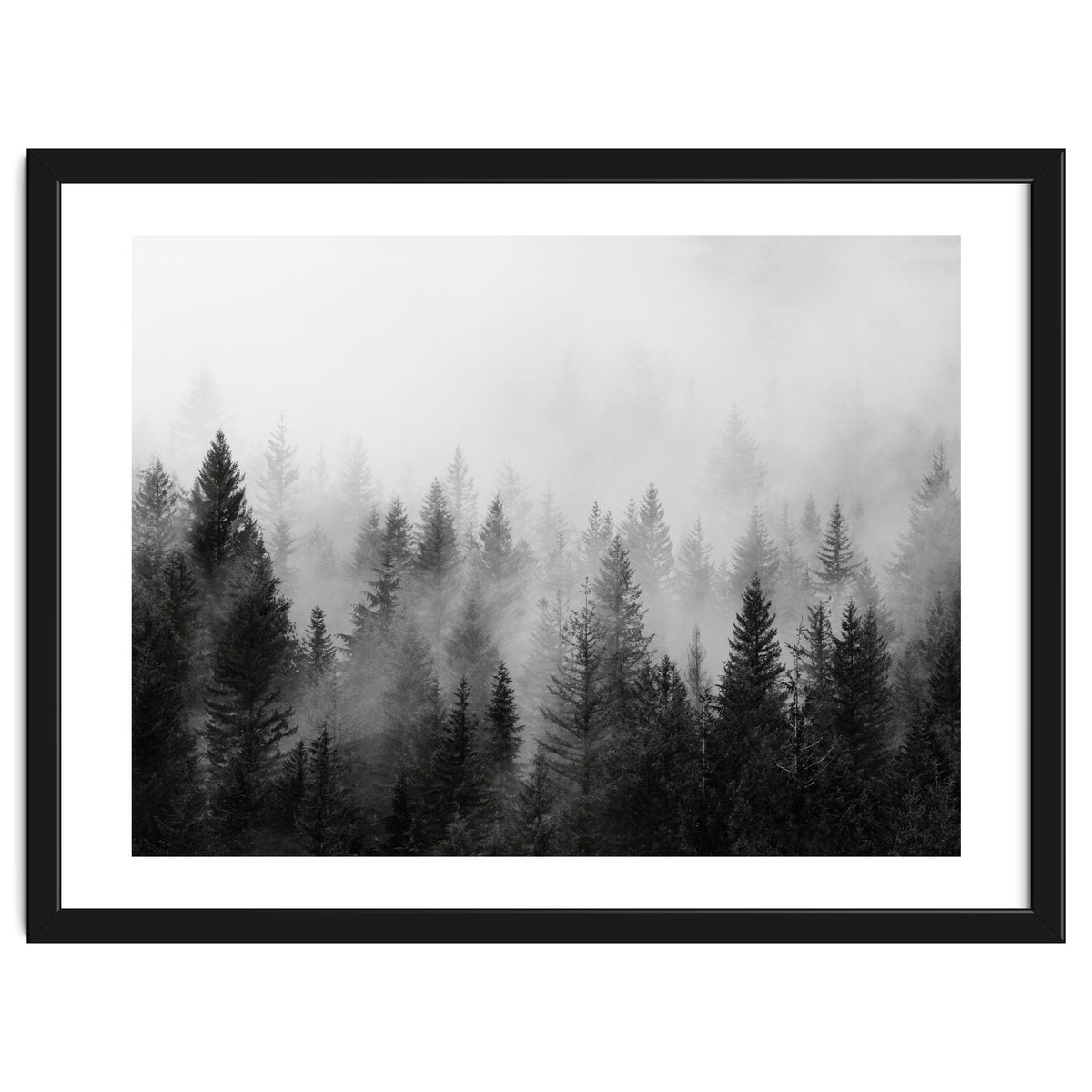 Black and White Forest