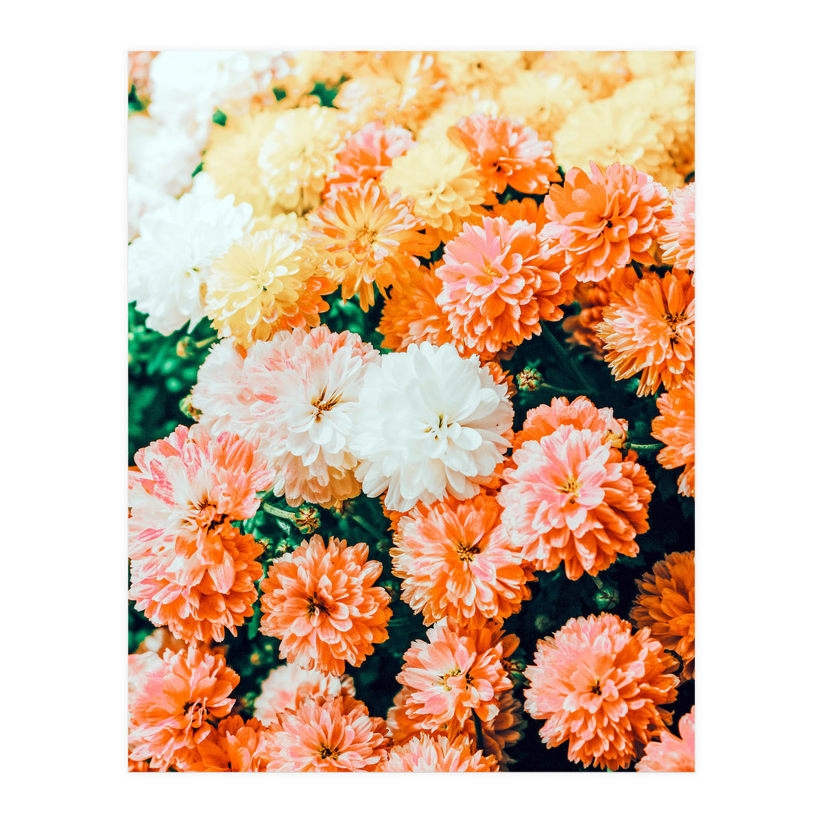 Garden Song (Print Only)