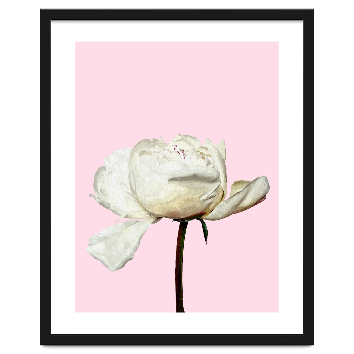 White Peony Pink Background