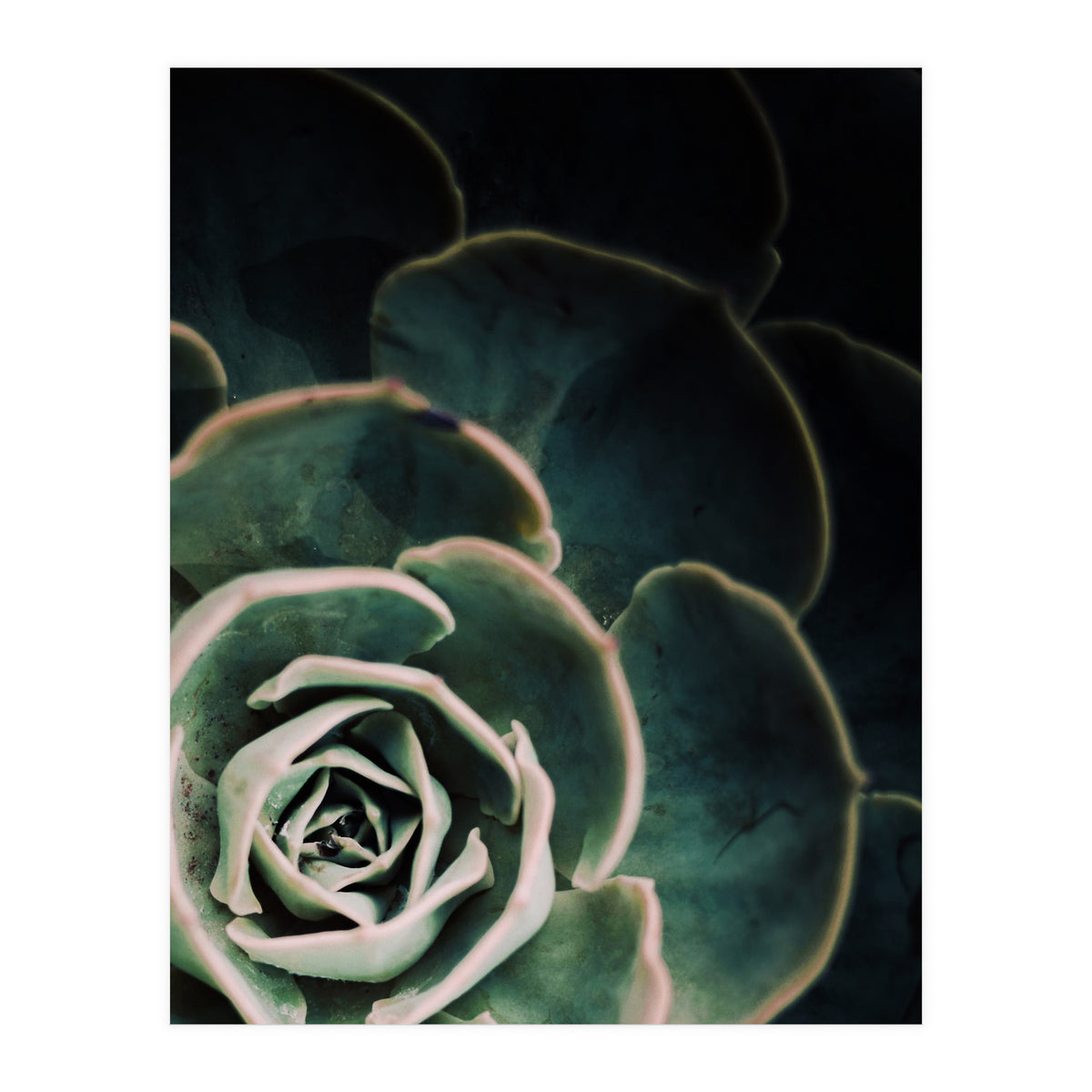 Darkside Of Succulents 4-C (Print Only)