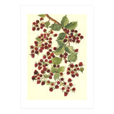 Raspberry (Print Only) thumbnail