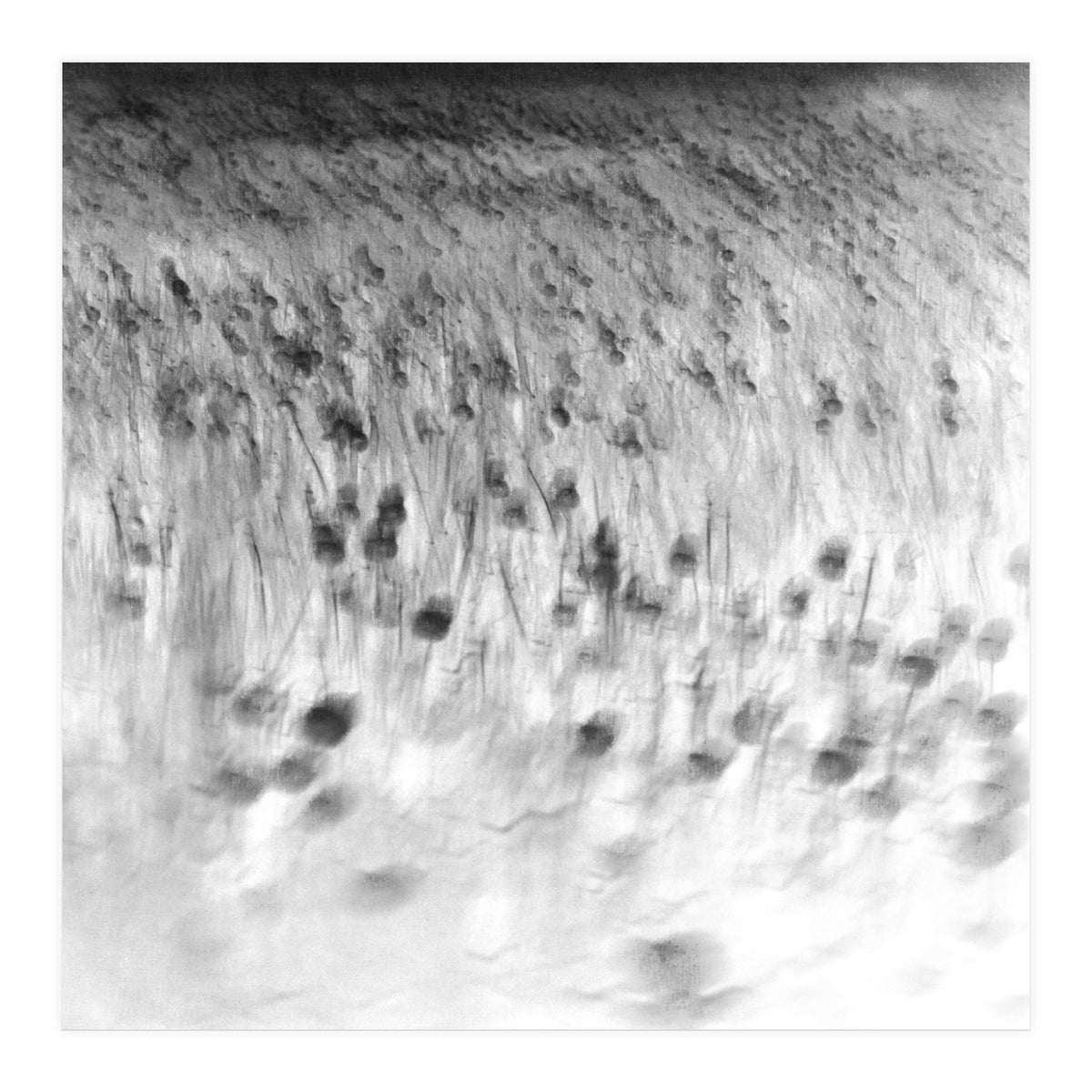 forgotten meadows (Print Only)