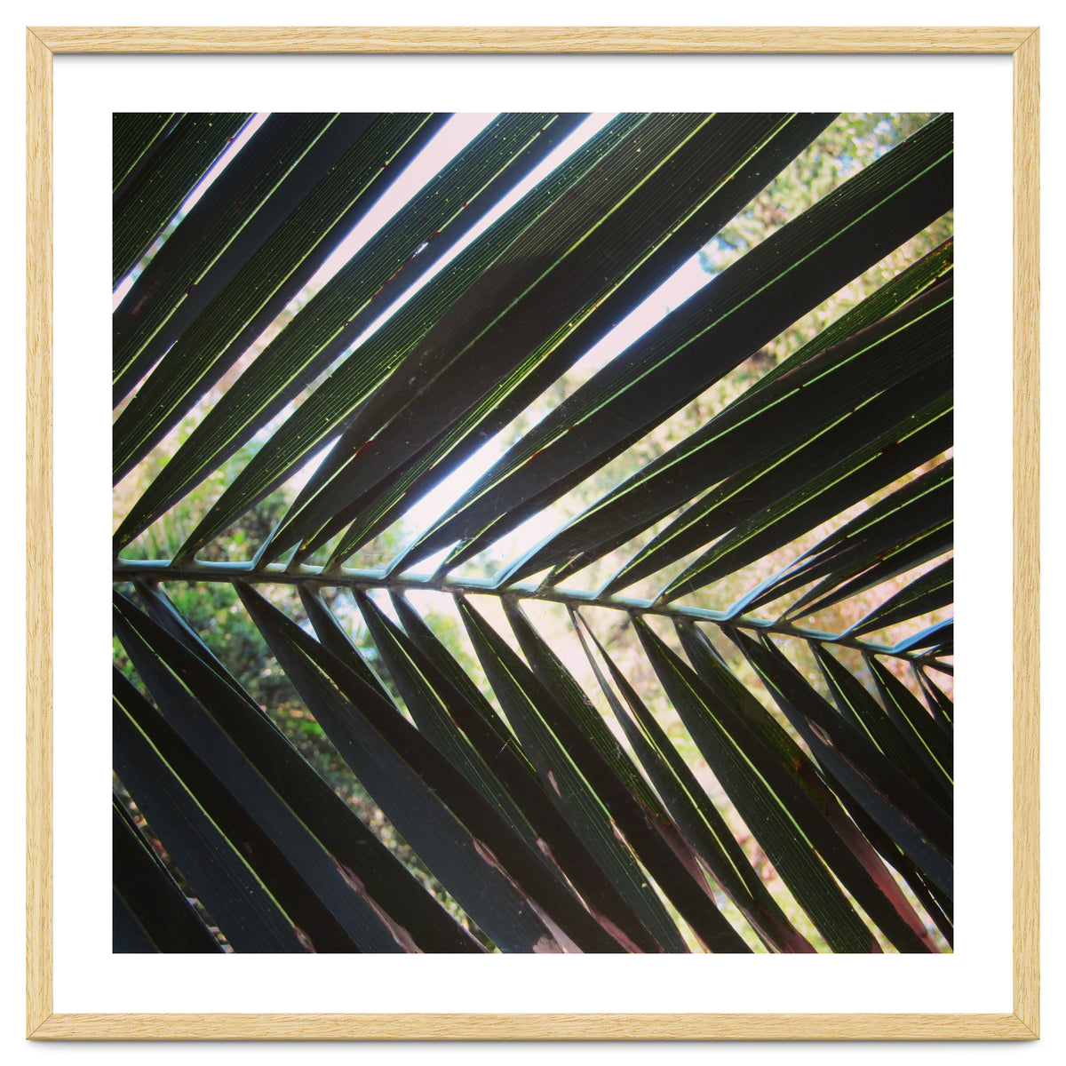 Palm leaf