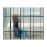 Behind a fence (Print Only) thumbnail