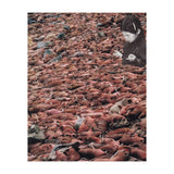 Counting Walrus (Print Only) thumbnail