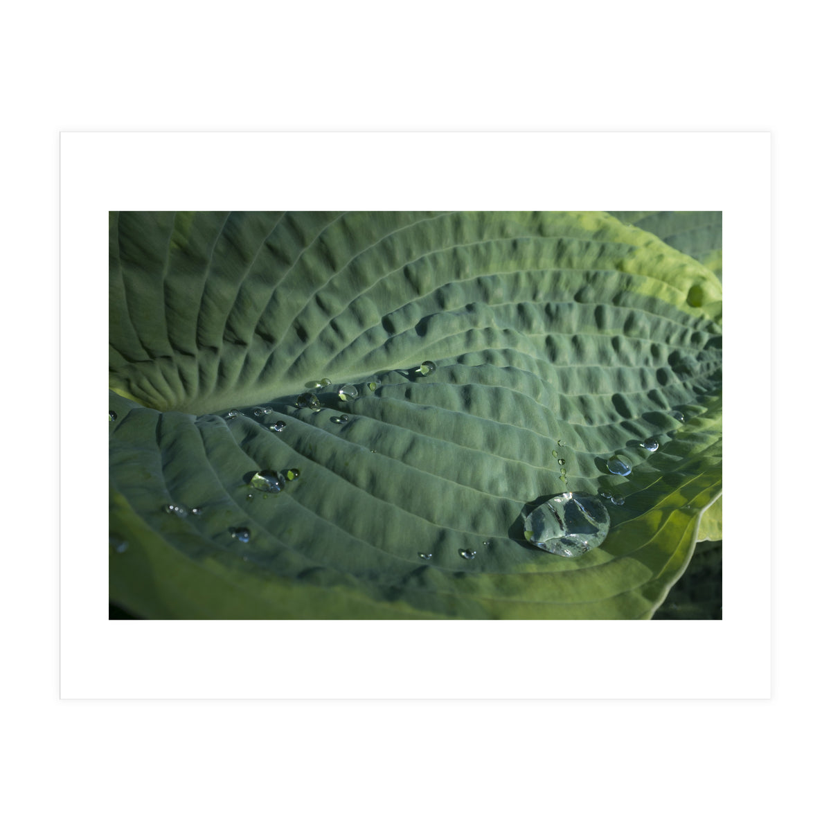 Hosta With Raindrops (Print Only)