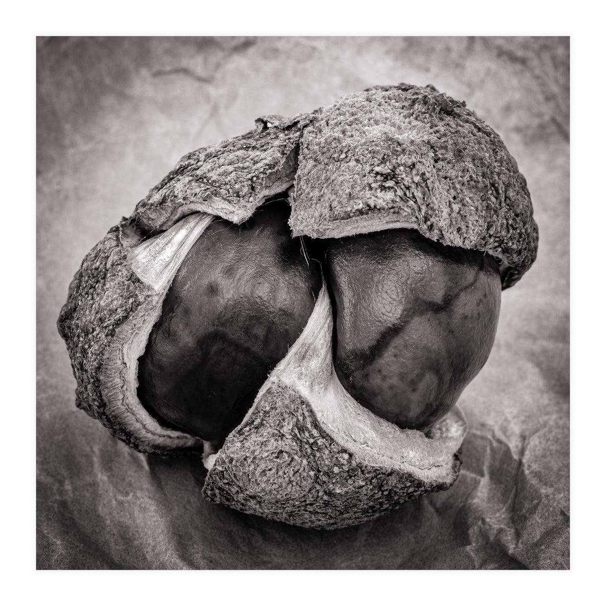 Double Conker (Print Only)