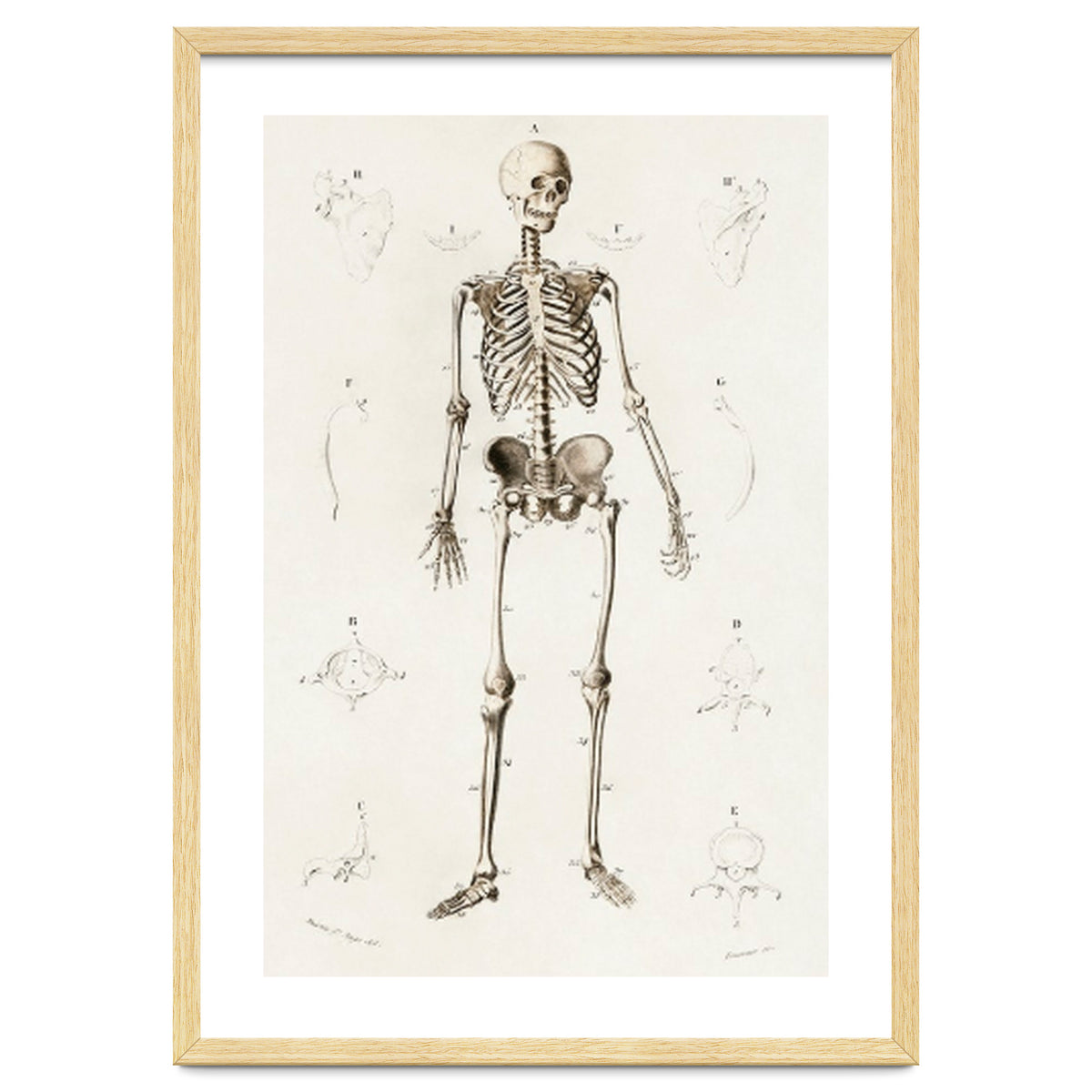 Human skeleton illustrated