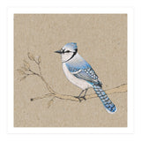 Blue jay (Print Only) thumbnail
