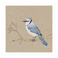 Blue jay (Print Only)
