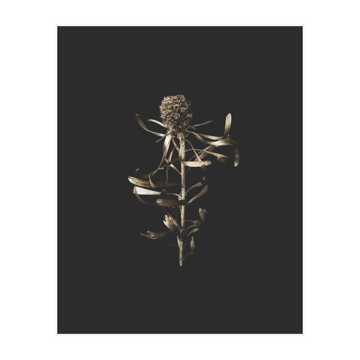 Golden Botanicals -  Square (Print Only)