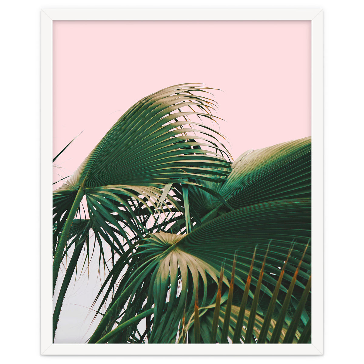 Palm Love