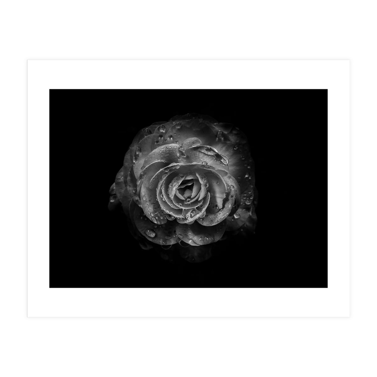 Backyard Flowers In Black And White No 64 (Print Only)