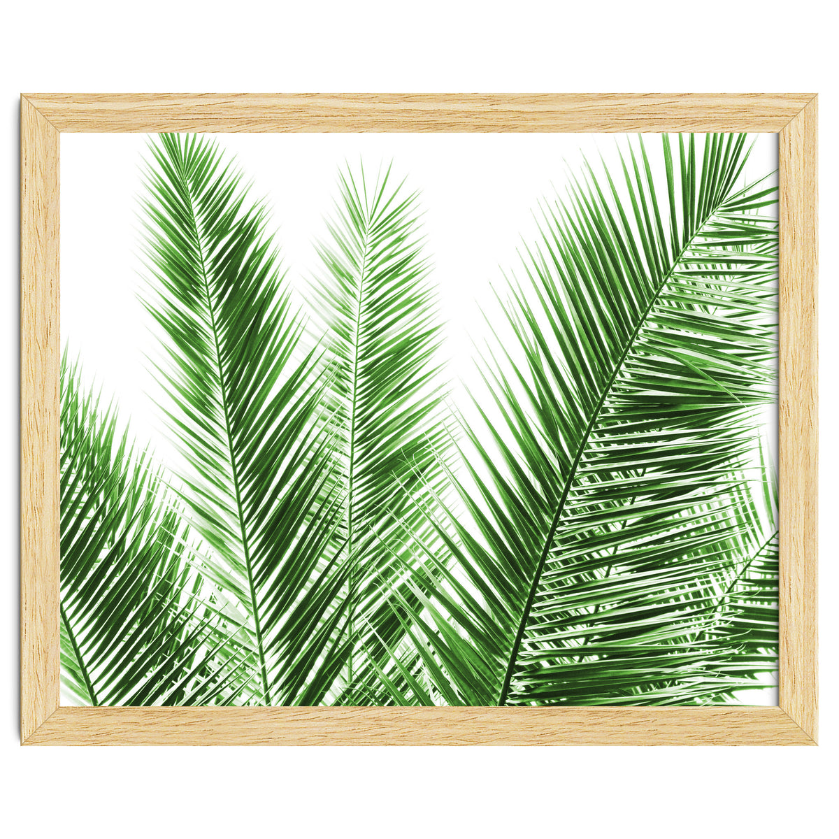 Palm Leaves