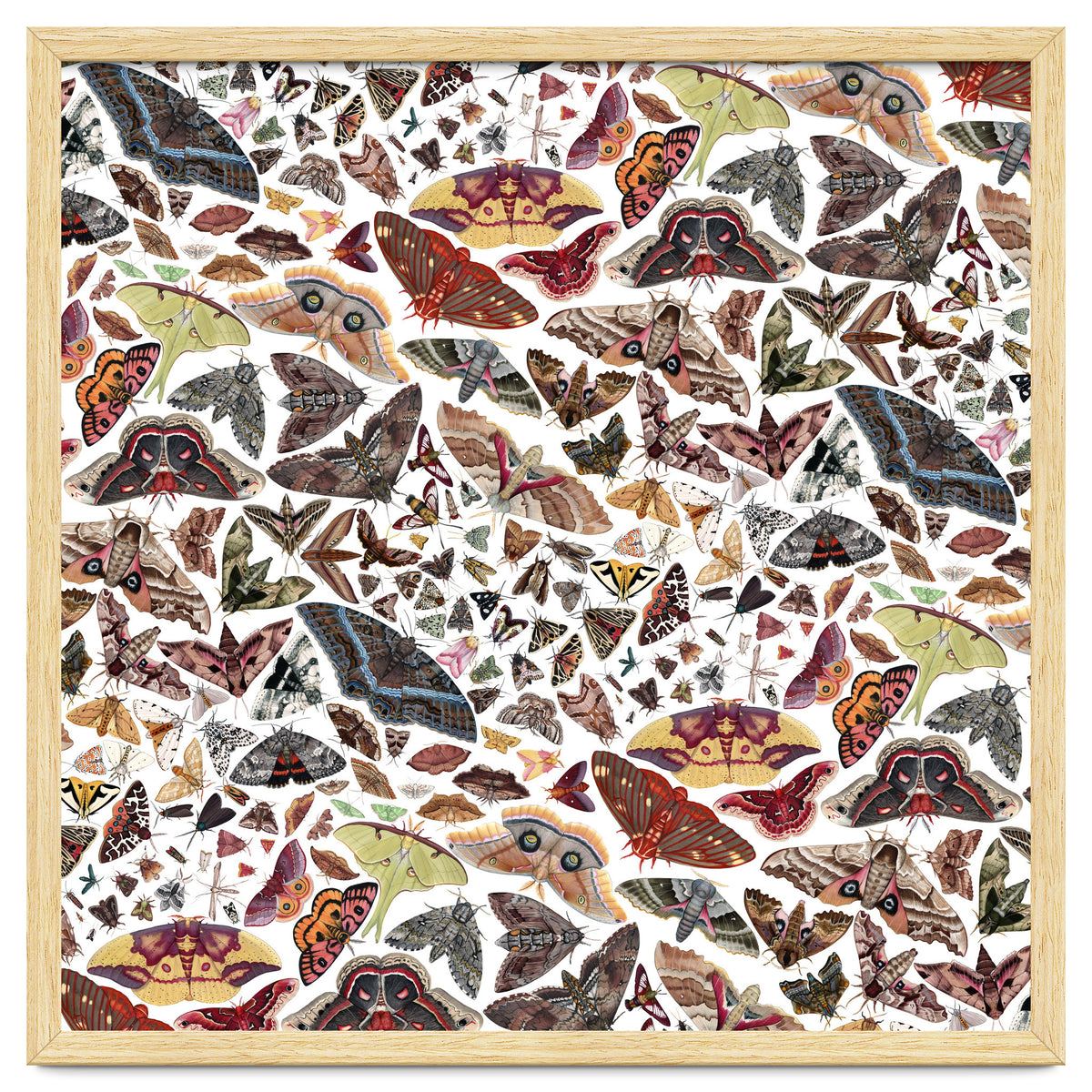 Moths of North America Pattern