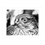 Peregrine  (Print Only) thumbnail