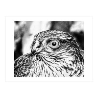Peregrine  (Print Only)