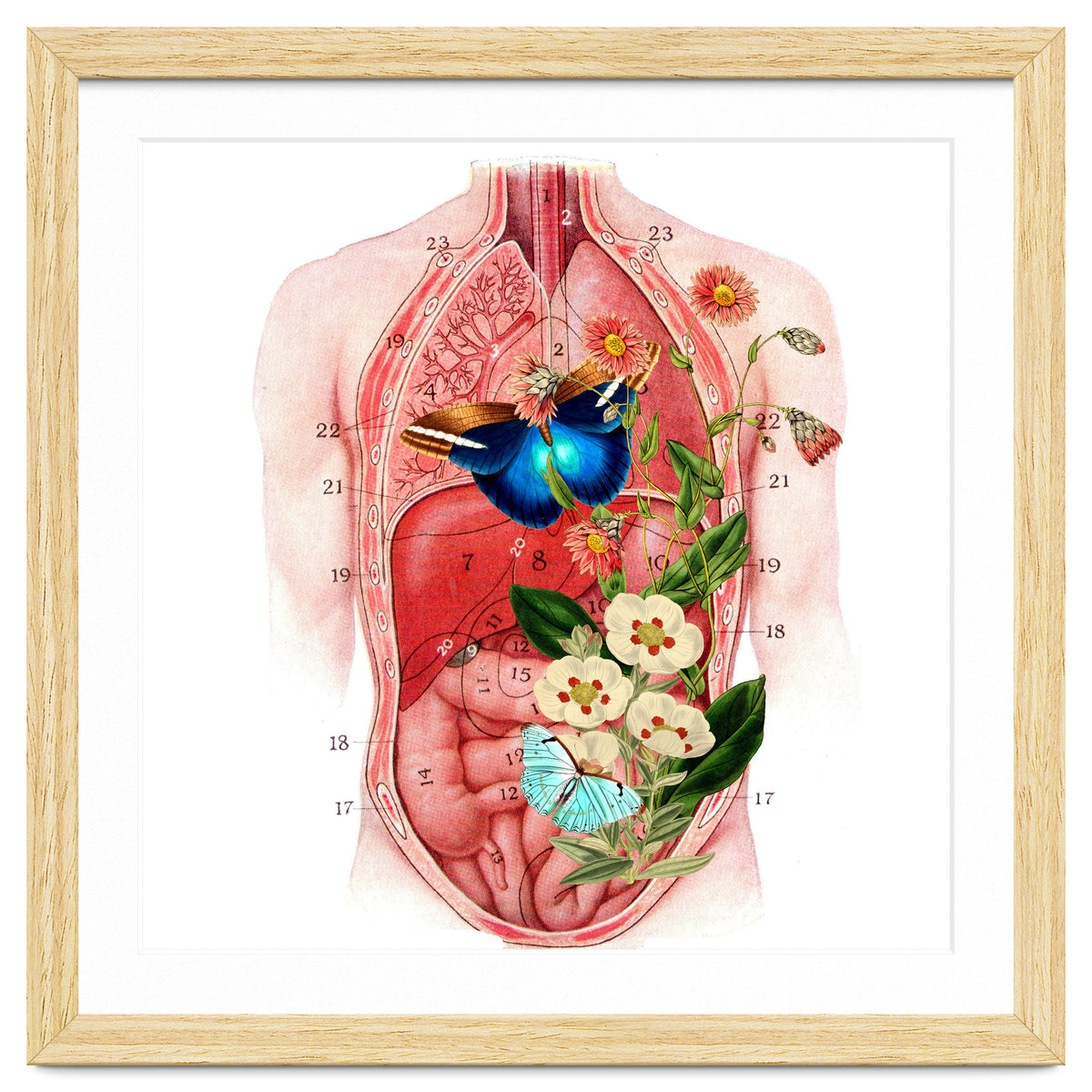 Butterflys In The Belly Makes Flower Grows