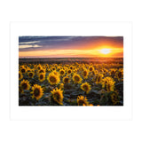 Sunflowers at Sunset (Print Only) thumbnail