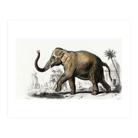 Asiatic elephant indicus illustrated (Print Only)