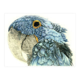 Blue Parrot (Print Only) thumbnail