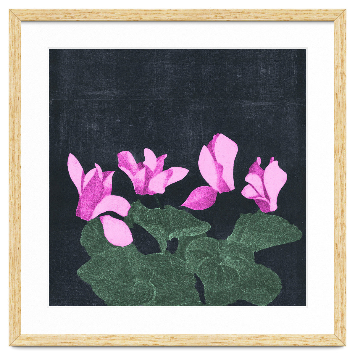 Cyclamen