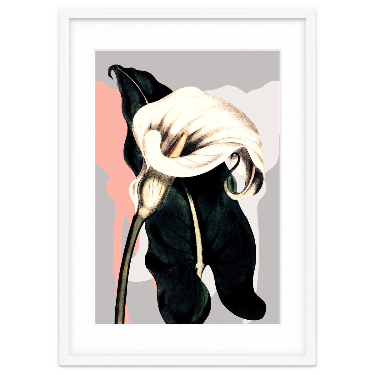 Calla lily flower