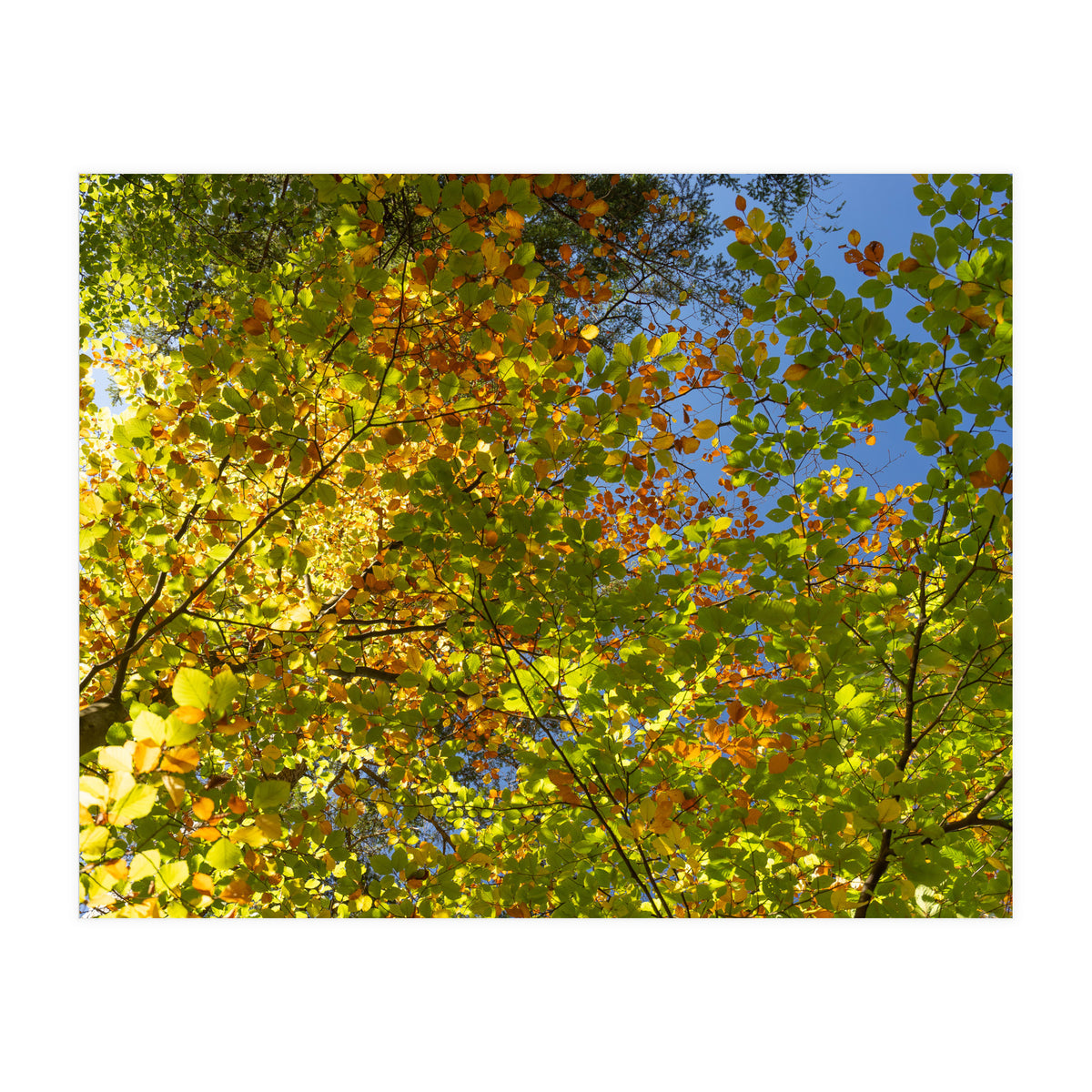 Colors Of Fall (Print Only)