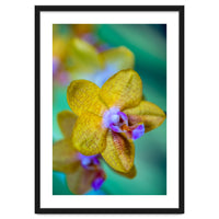 Orchidee Phalleanopsis