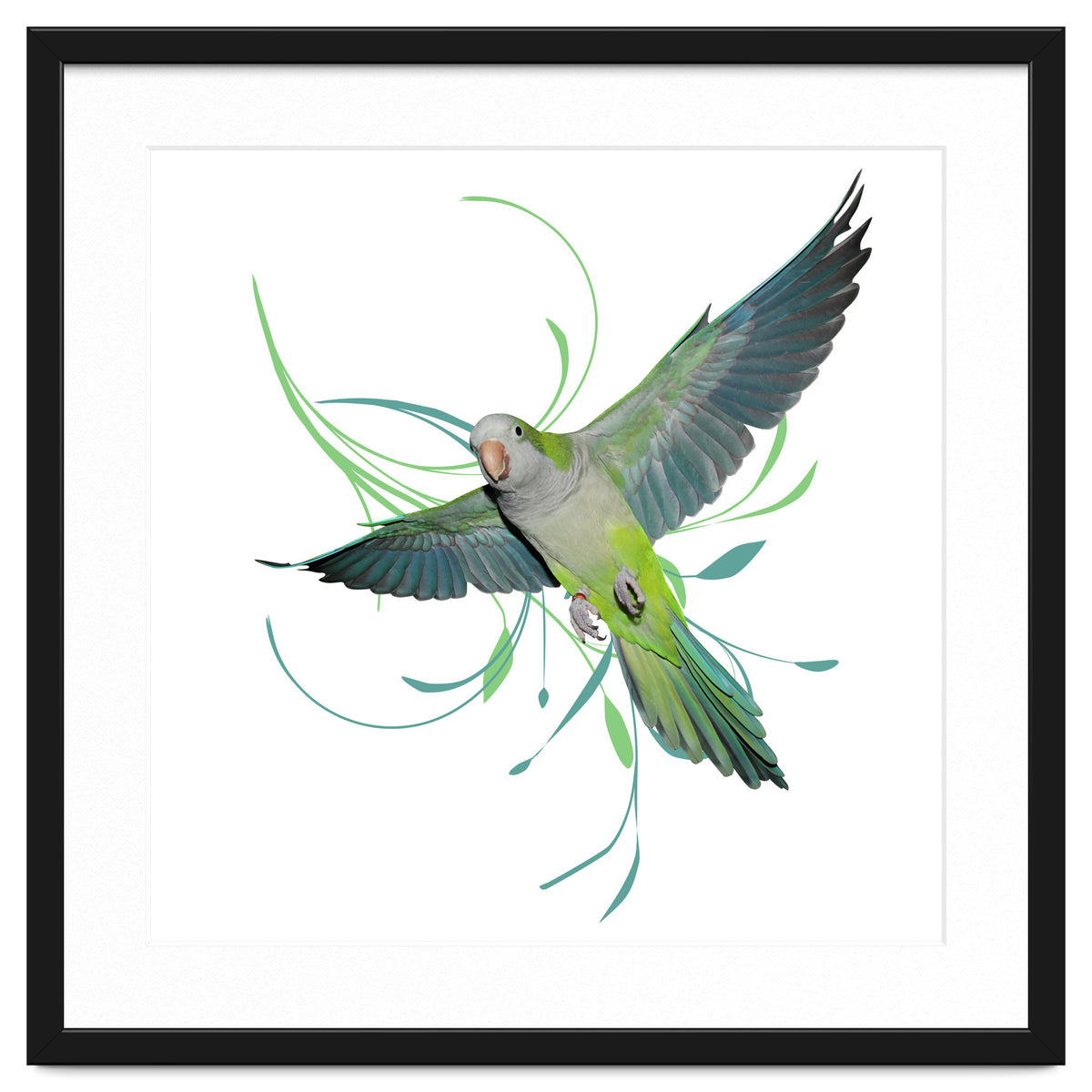 Flying quaker parrot