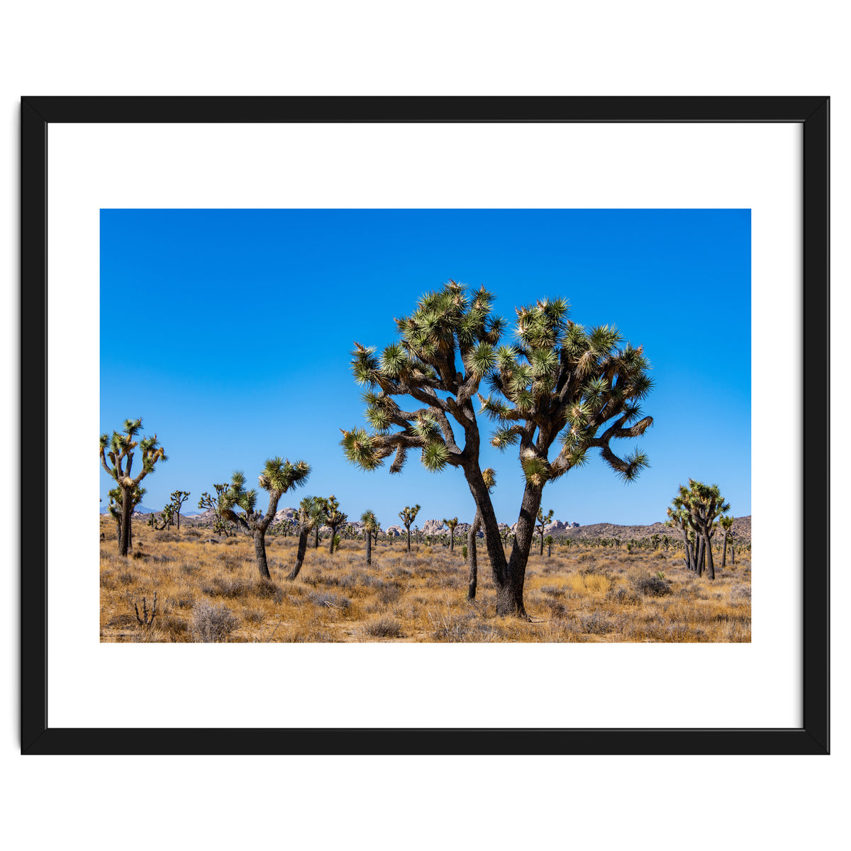 Joshua Trees