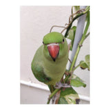 Attractive Indian Parrot (Print Only) thumbnail
