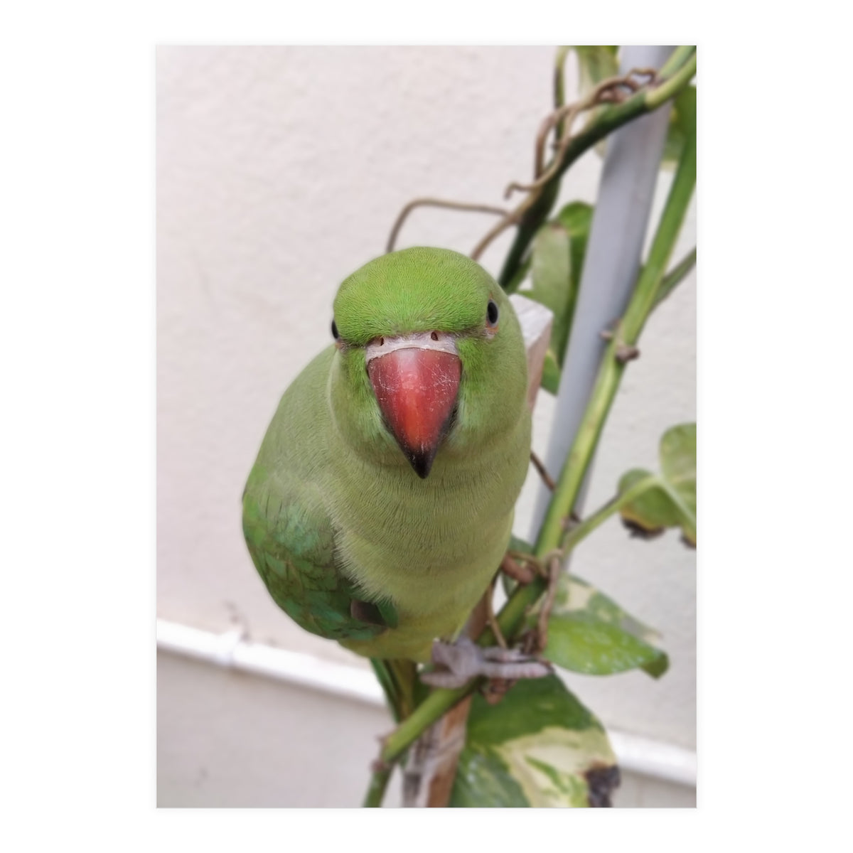 Attractive Indian Parrot (Print Only)