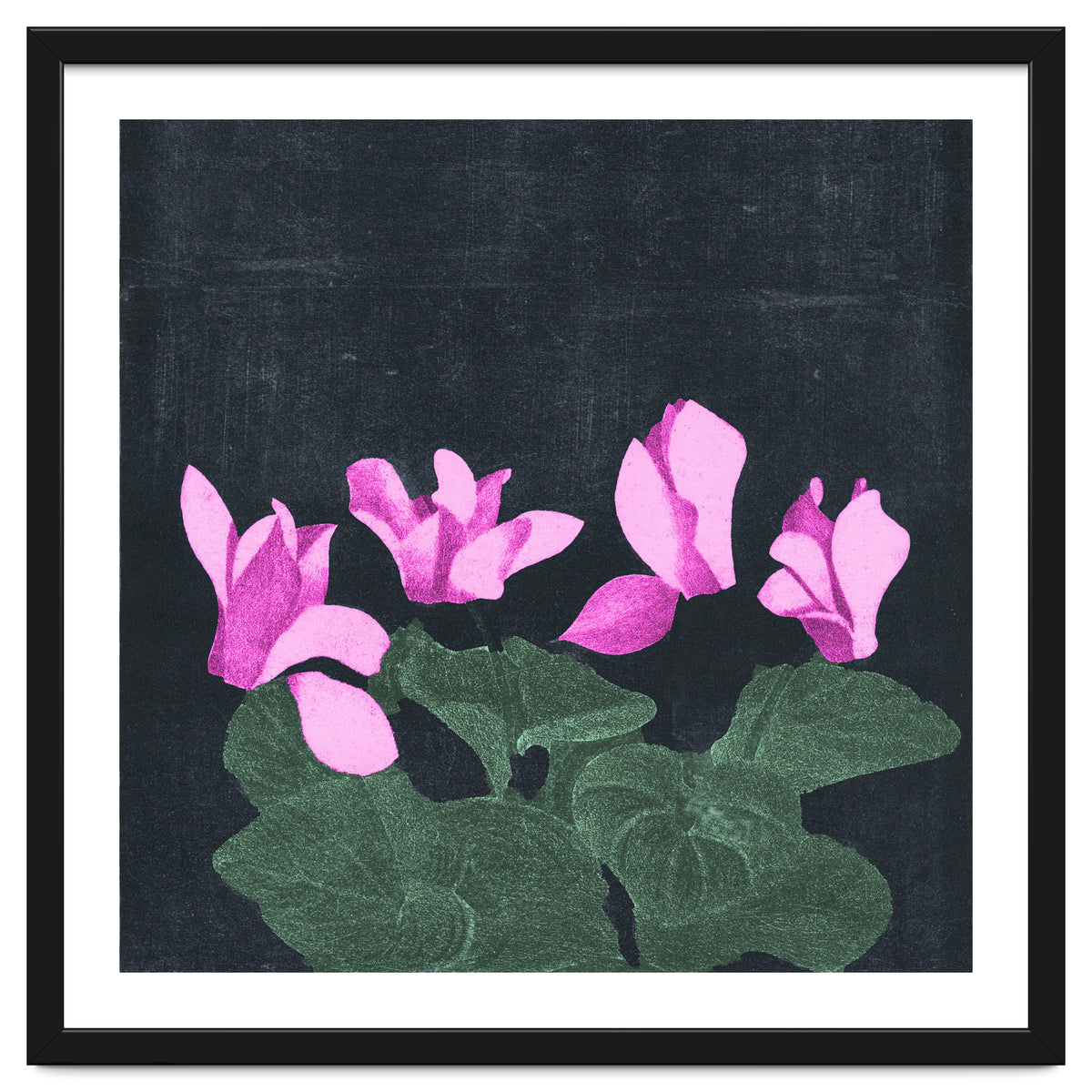 Cyclamen
