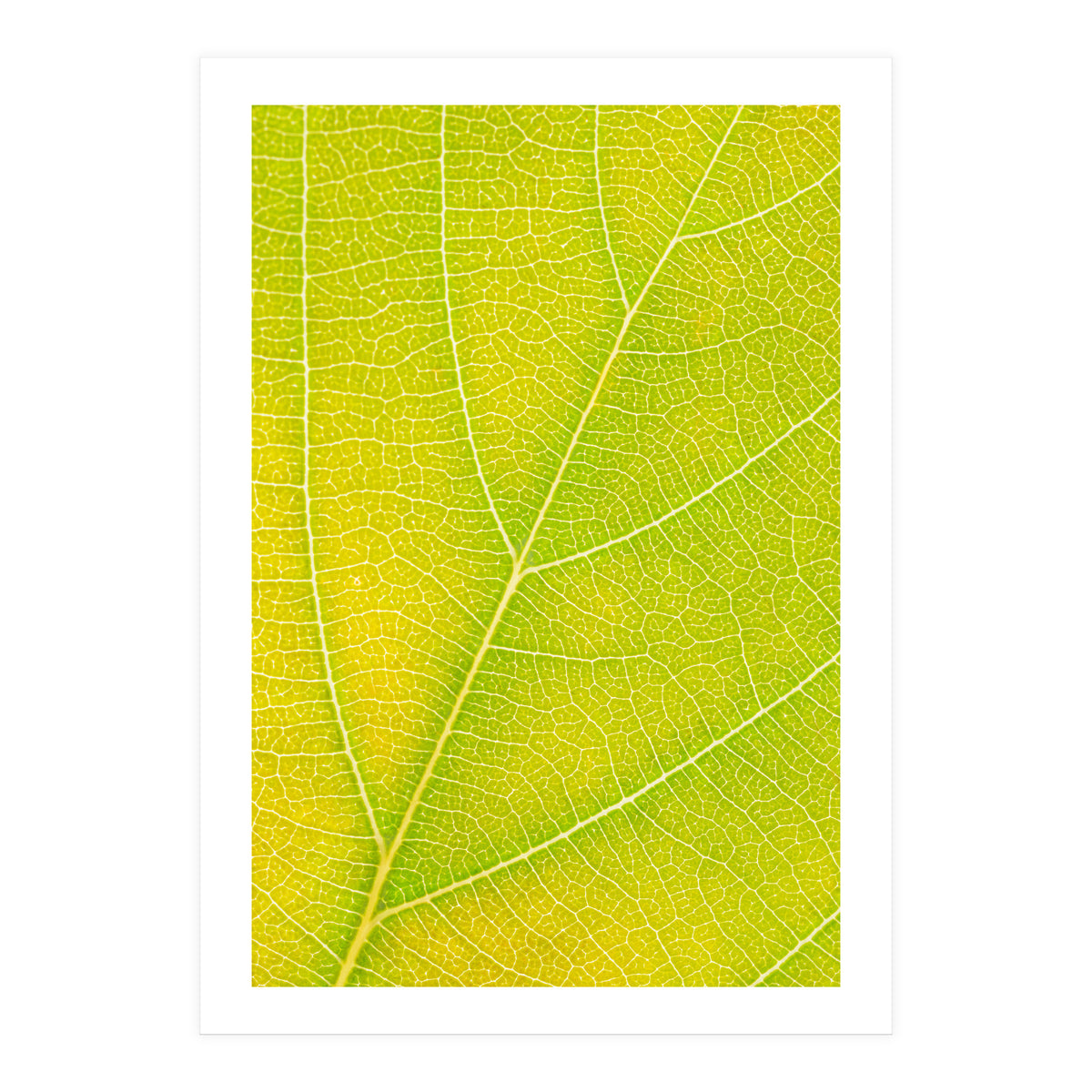 Autumn Leaf (Print Only)