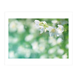 Nature (Print Only) thumbnail