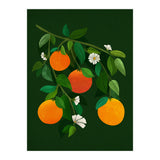 Oranges and Blossoms (Print Only) thumbnail