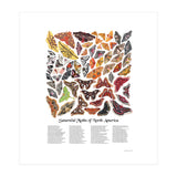 Saturniid Moths of North America (Print Only) thumbnail