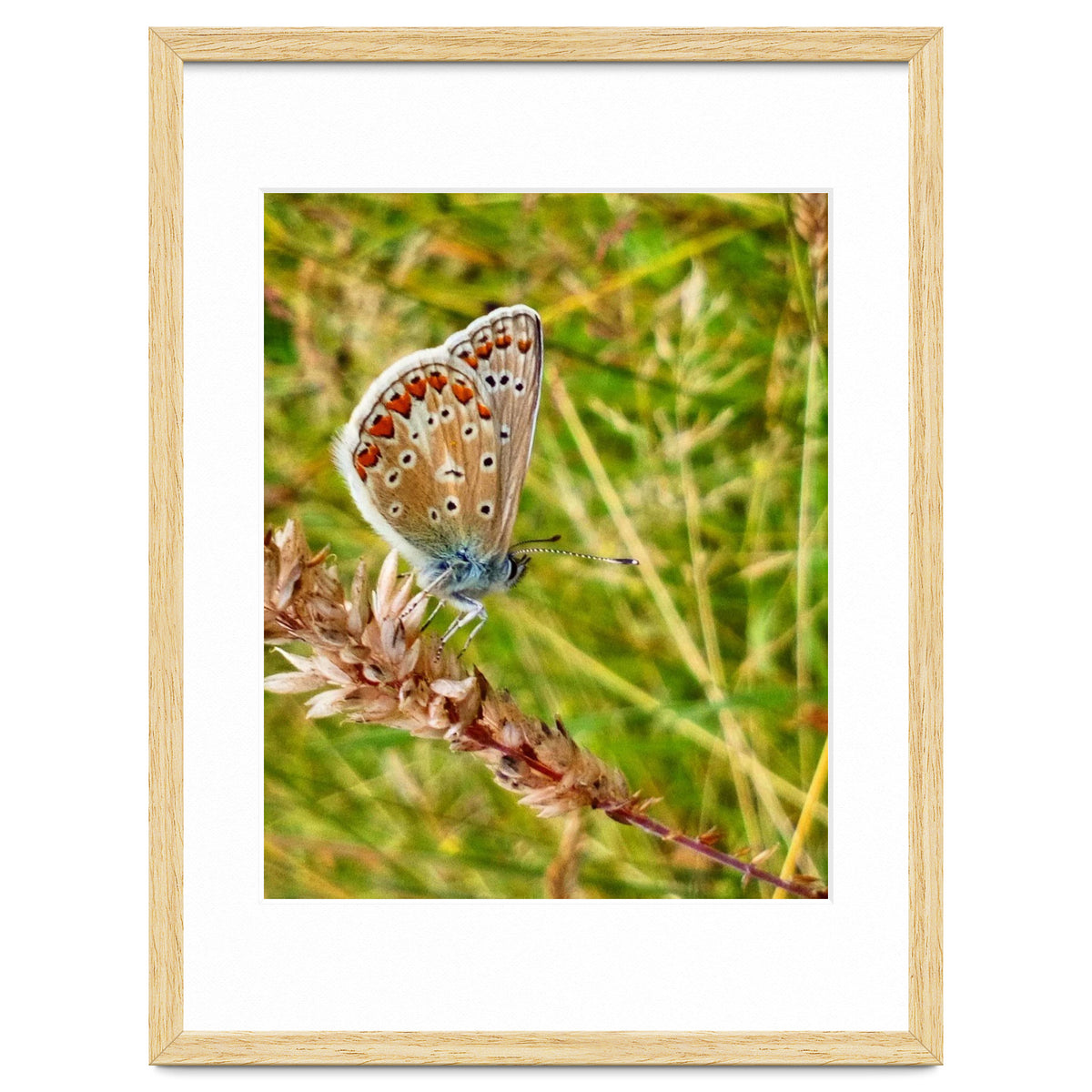 Butterfly in the meadow