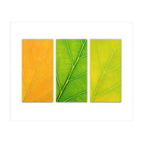 Autumn Leaves (Print Only) thumbnail