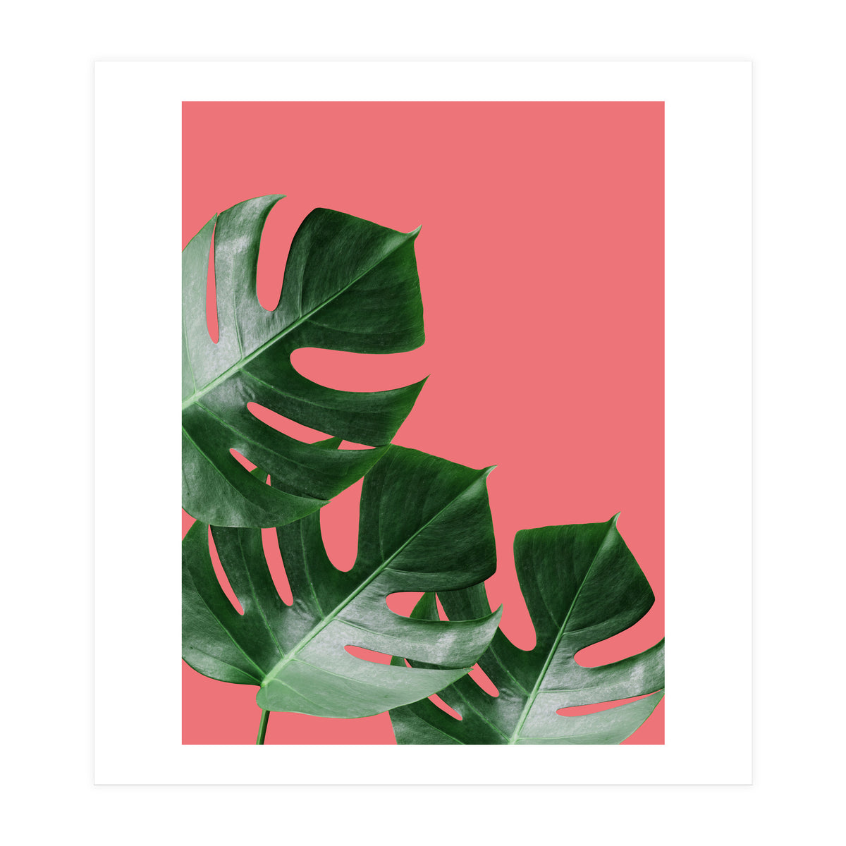 Tropical collage VI (Print Only)