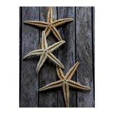 Starfishes in wooden (Print Only) thumbnail