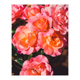 Rose  (Print Only) thumbnail