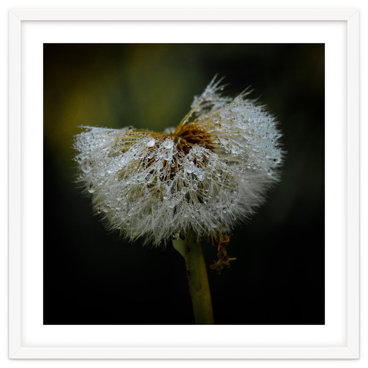 Dandelion with Raindrops