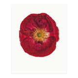Cc Poppy 03 (Print Only) thumbnail