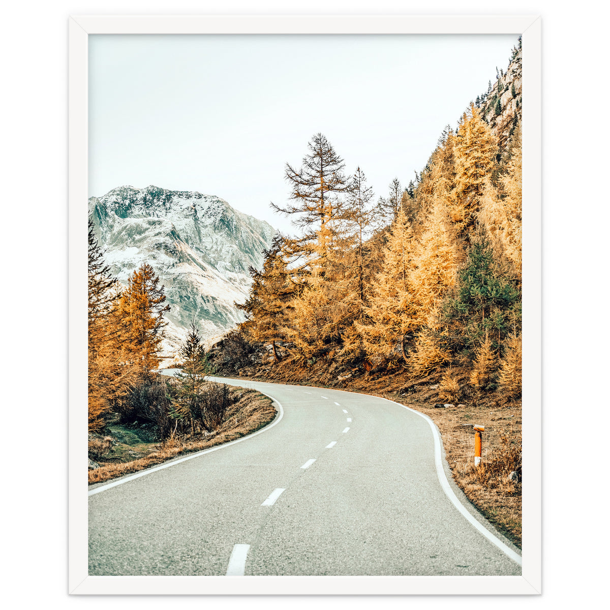 Snow and Golden Pine