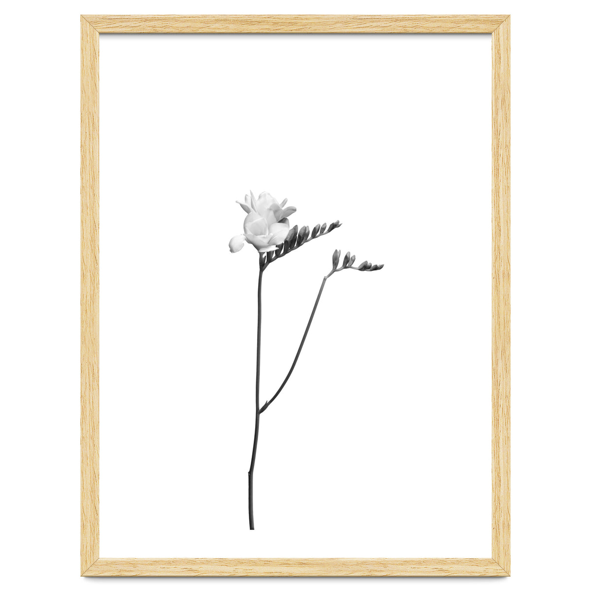 Freesia | bright design