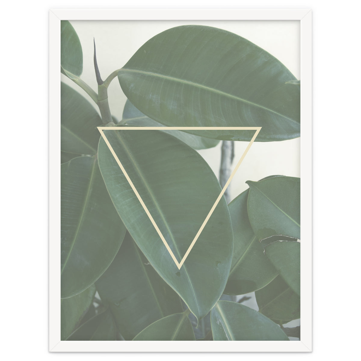ficus triangle