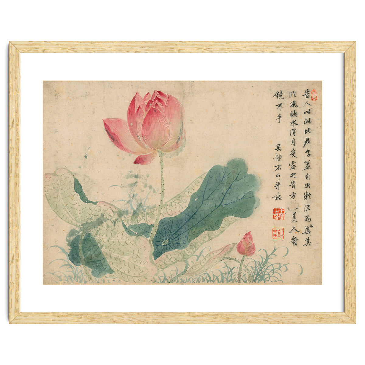 Qing Wangwu Flower album, lotus, lotus leaf, pond, copy of water grass